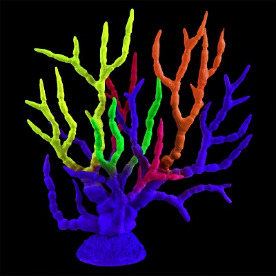 UT GORGONIAN RAINBOW