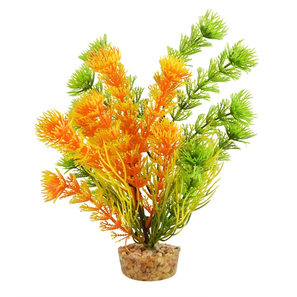 UT CABOMBA ORANGE PLANT 6"