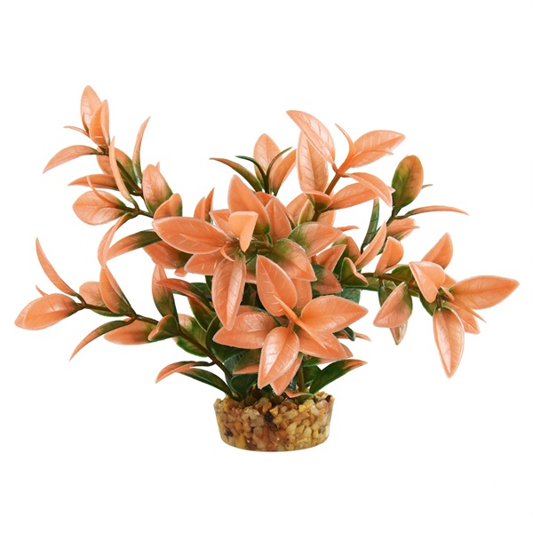 UT LUDWIGA PEACH TIP PLANT 6"