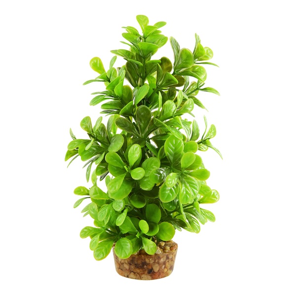 UT MONEYWORT TREE PLANT 8"