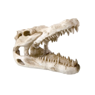 UT DINO SKULL SHELTER 6"