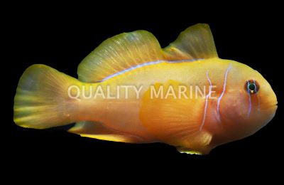 Yellow Clown Goby