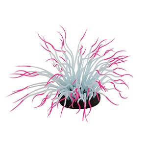 PP PINK SILICONE SEA ANEMONE