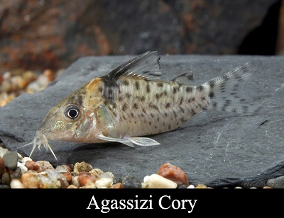 Agassizii Cory Catfish