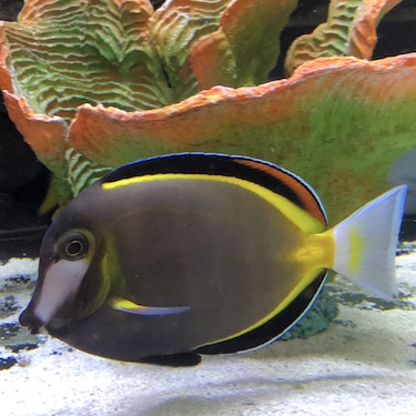 Powder Brown Tang