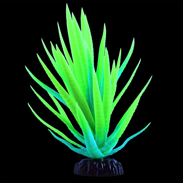 UT GLO AGAVE PLANT