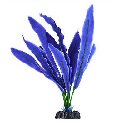 UT CRYPT UNDULATA BLUE PLANT
