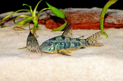 Paleatus Cory Catfish - Med