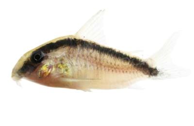 Skunk (Arcuatus) Corydoras Cat