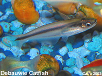 Dwarf Debauwi Shark Catfish