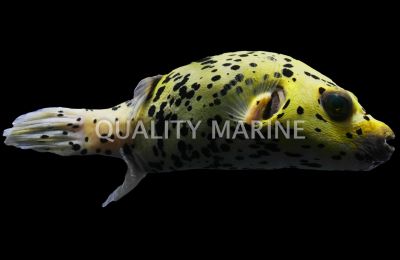 Yellow Belly Dogface Puffer