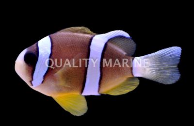 Clarkii Clownfish-Mated Pair Onl