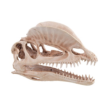 UT DINOSAUR SKULL ORNAMENT