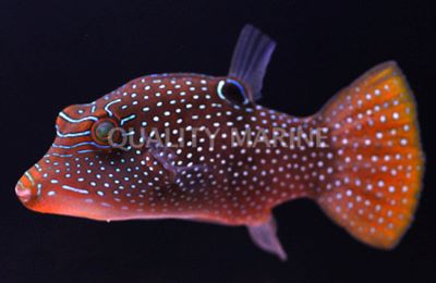 Blue Spotted Puffer