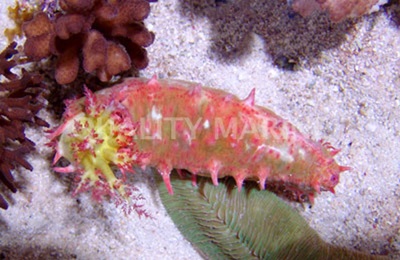 Sea Cucumber