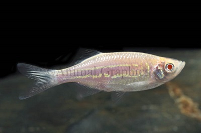 Gold Giant Danio