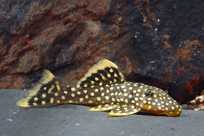 Gold Nugget Pleco Cat L018 Med