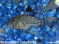 Reticulated Corydoras Catfish