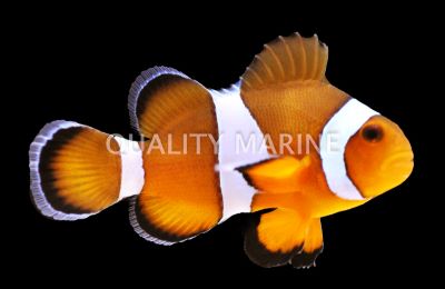 Ocellaris Clownfish