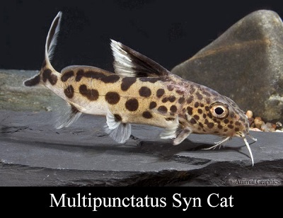 Synodontis Multipunctatus Cat