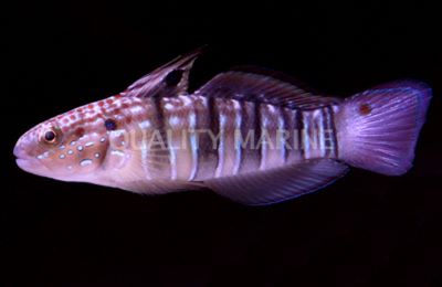 Sand Sifting Banded Dragon Goby