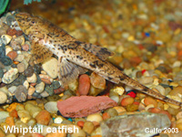 Whiptail Cat