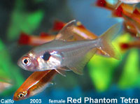 Red Phantom Tetra