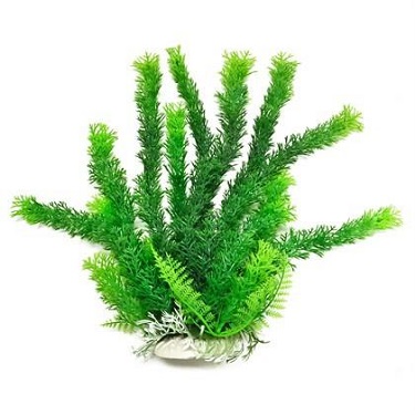 AT CABOMBA PLANT GREEN BH04-16"