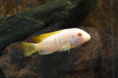 Small Assorted African Cichlid