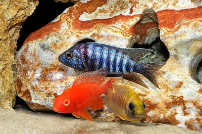 Asst. African Cichlids XL