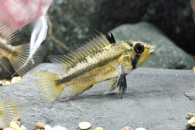 Apistogramma Cacatuoides Cichlid