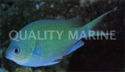 Blue Green Chromis Damsel