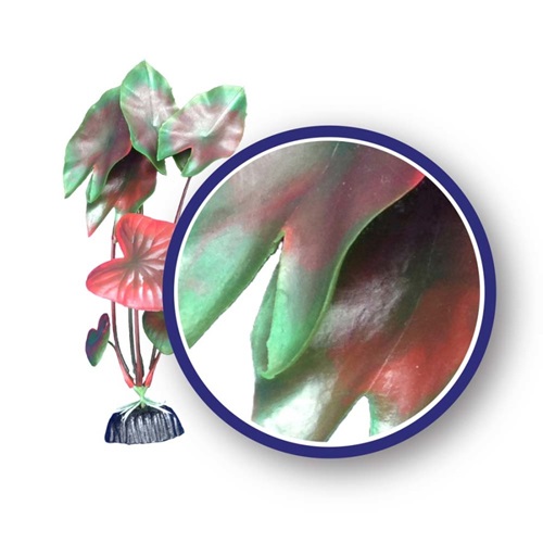 WECO PLANT RED TIGER LOTUS 12"