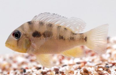 Balzani Cichlid