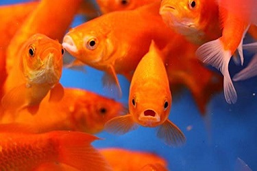 Pond Goldfish Small 4-5"
