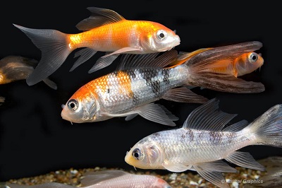 Butterfly Koi Medium 4-5"