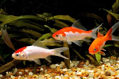 Sarasa Pond Goldfish Med 4-5"