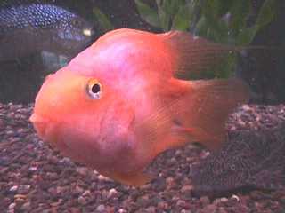 Blood Parrot Cichlid - Small