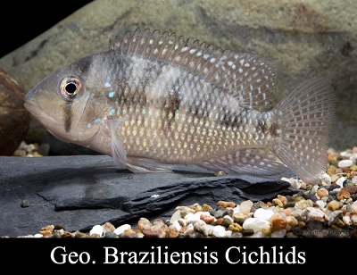 Geophagus Brasiliensis Cichlid