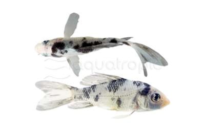 Butterfly Koi Small 3-4"