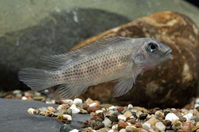 Buffalo Head Cichlid