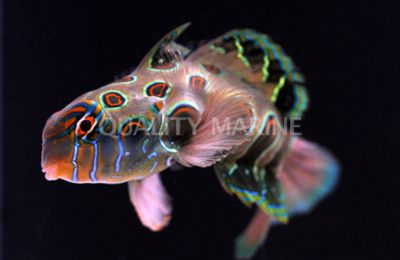 Spotted Mandarin Dragonet