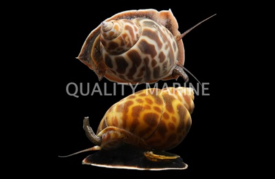 Brown Blotch Snail