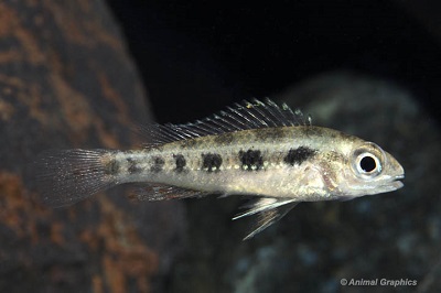 Checkerboard Cichlid