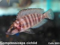 Hap. Compressiceps Cichlid