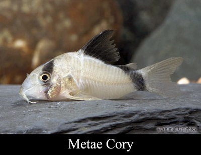 Metae Corydoras Catfish