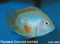 Gold Convict Cichlid