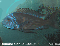 Tropheus Duboisi Cichlid