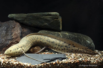 West African Lungfish