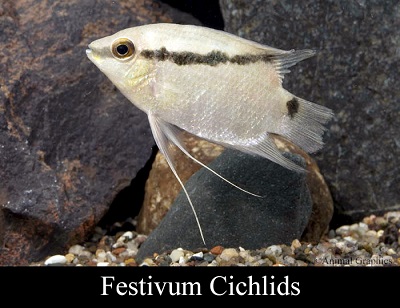 Festivum Cichlid (Flag Cichlid)